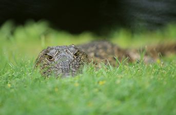 Woman couldn’t save her friend from crocodile attack after late night swim