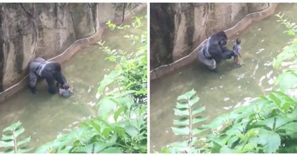 Zookeeper explains the hard truth to protestors why gorilla Harambe had to be shot dead