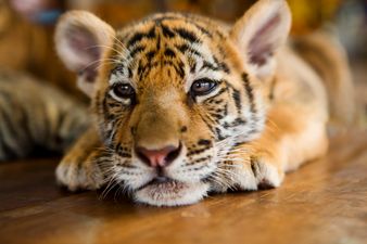 40 dead tiger cubs found in a freezer at Thailand’s Tiger Temple