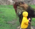 This boy had a nerve-shredding encounter with a lion in a Tokyo Zoo