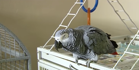 A parrot could be a key witness in a murder trial, but lawyers have their doubts