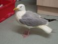 Seagull turns orange after falling into a vat of chicken tikka masala