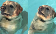 Swimming dog realising he can stand in a pool is just too great for people to deal with