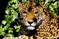 Jaguar shot dead by Brazilian soldier after taking part in Olympic torch ceremony