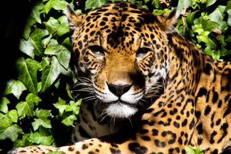 Jaguar shot dead by Brazilian soldier after taking part in Olympic torch ceremony