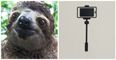 This sloth has somehow managed to justify the existence of selfie sticks