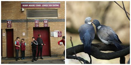 West Ham fan pays £50 for a stadium seat – but it’s covered in bird poo