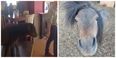 Shetland pony breaks into pub, hits the booze, and is lured out using chips