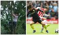 Football fans absolutely loved the man in the tree watching Stoke Vs Man City