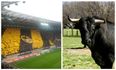 Dynamo Dresden fans use severed bull’s head in protest against rivals