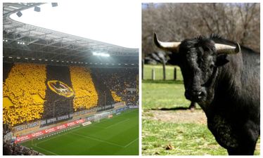 Dynamo Dresden fans use severed bull’s head in protest against rivals