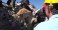 Watch the incredible moment where a dog was pulled (alive) from rubble nine days after earthquake in Italy