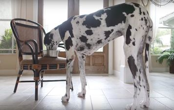 The World’s tallest dog is absolutely massive