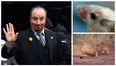 Rafa Benitez has gone all Eric Cantona with bizarre lions and mice analogy