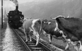 Arsenal fans to miss Burnley match after train hits a COW