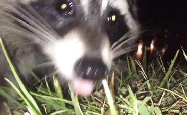 This guy had his phone stolen by a raccoon and it all got caught on camera