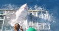 Watch the heart-stopping moment a great white shark breaks into cage with a diver inside