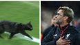 The black cat that invaded Anfield excited fans *much* more than the football