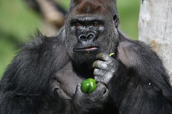 Hero gorilla necked five litres of blackcurrant juice after London Zoo escape