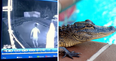 Watch a devilish crocodile sneak up on a couple of swimmers in hotel pool