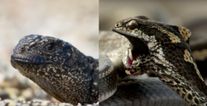 BBC reveal how they captured Planet Earth 2’s incredible iguana vs snake footage