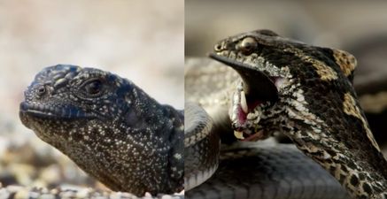 BBC reveal how they captured Planet Earth 2’s incredible iguana vs snake footage