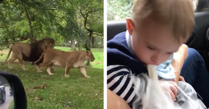 This video of a pair of majestic lions turns very gross very quickly