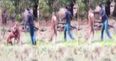 Kangaroo in Australia gets dog in a headlock – man confronts kangaroo and punches it in the face