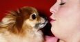 Here’s why kissing your dog is a seriously bad idea