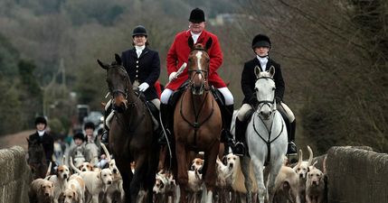 Public opposition to fox hunting reaches all-time high, survey reveals