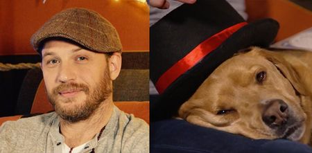 Tom Hardy (and his dog) nearly saved 2016 with CBeebies appearance