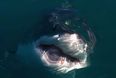 Dad’s photo captures terrifying moment 10-year-old son surfed over Great white shark