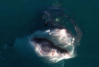 Dad’s photo captures terrifying moment 10-year-old son surfed over Great white shark