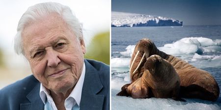 David Attenborough will be back on our screens with a sequel to The Blue Planet