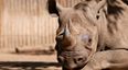 Poachers break into Paris zoo, shoot rhino dead and take its horn