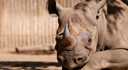 Poachers break into Paris zoo, shoot rhino dead and take its horn