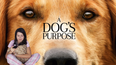 I watched A Dog’s Purpose while I was tipsy and this is my story