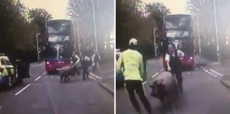 Nothing to see here, just a few police officers chasing a rampaging pig