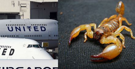 Man ‘stung by scorpion’ on United Airlines flight