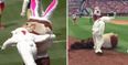 WATCH: The Easter Bunny lays the smackdown on Theodore Roosevelt