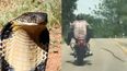 Watch the terrifying moment a snake lunges at a passing motorcyclist