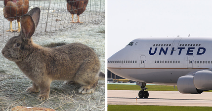 More bad news for United Airlines as contender for world’s biggest rabbit dies on flight