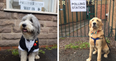 Great British election tradition Dogs At Polling Stations returns for 2017