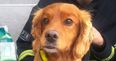 This brave fire brigade search dog’s uniform has brightened everyone’s day