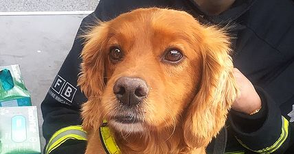 This brave fire brigade search dog’s uniform has brightened everyone’s day