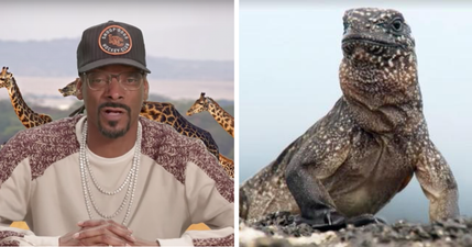 Snoop Dogg narrating Planet Earth II’s ‘Iguana vs Snakes’ makes it even better