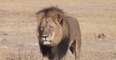 Cecil the Lion’s six-year-old son Xanda has also been killed by a big game hunter