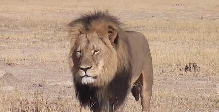 Cecil the Lion’s six-year-old son Xanda has also been killed by a big game hunter