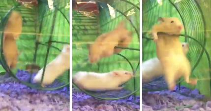 This hamster had an absolute shocker on the running wheel