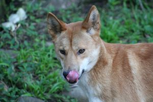 This is a dingo!